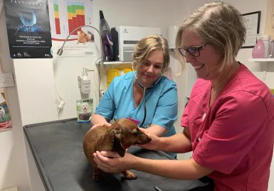 Veterinärer på Solna Djurklinik