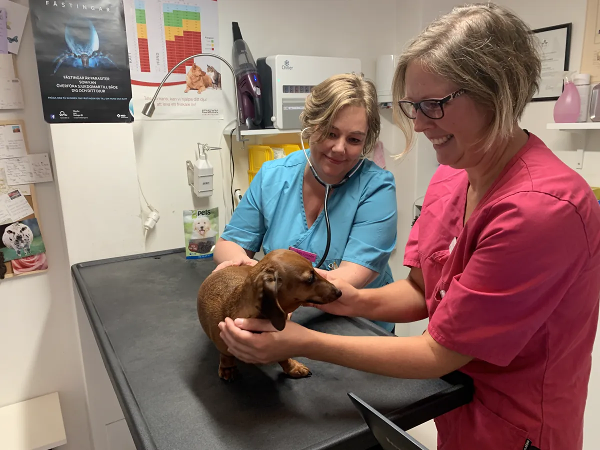 Personal på Solna Djurklinik undersöker en hund